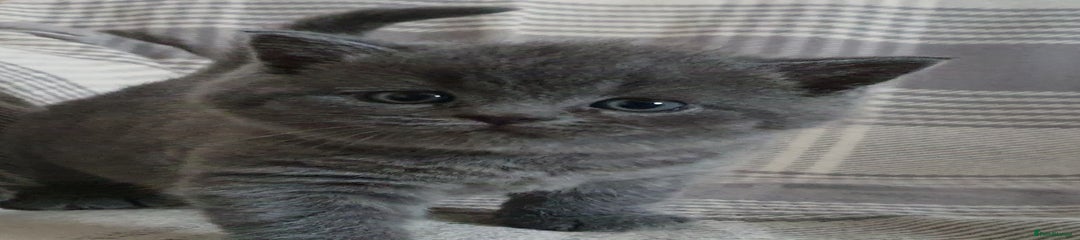 British Shorthair Kitten 1