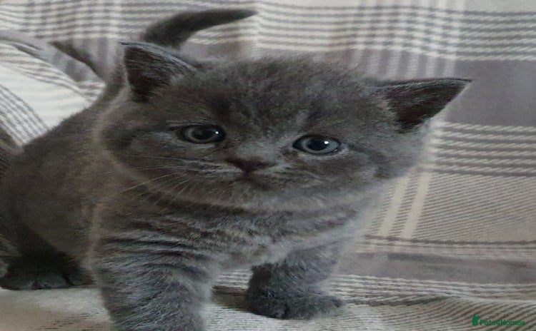 British Shorthair cats - Advert 16