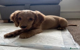 Cockapoo dogs for sale: Boy Cockapoo puppies - Image 7