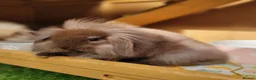 Mini Lion Lop rabbits for sale: Adorable Mini Lion Lops - READY JULY 1ST - Advert 8