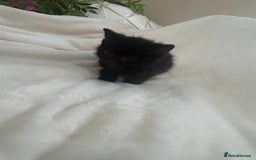 Mixed Breed cats for sale: Beautiful kittens ready to leave now ❤️ - Image 1