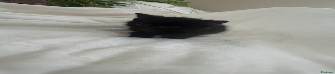 Mixed Breed Kitten 1