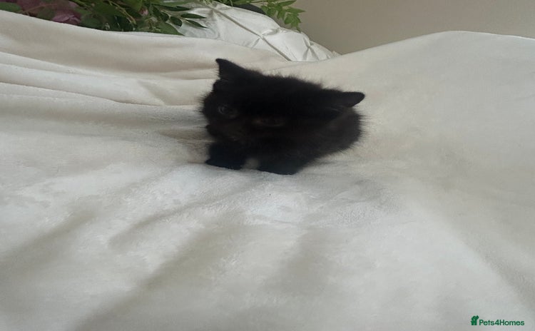 Mixed Breed cats - Advert 11