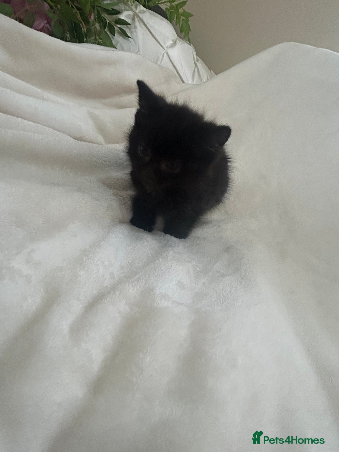 Mixed Breed cats for sale: Beautiful kittens ready to leave now ❤️ - Image 1