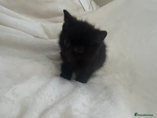 Mixed Breed cats - Advert 1