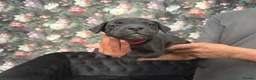 Staffordshire Bull Terrier dogs for sale: Staffordshire bullterrier puppies  in Birmingham - Advert 8