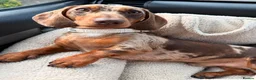 Miniature Dachshund dogs for stud: WINSTON THE DAPPLE STUD 🐾🌭 in Coulsdon - Advert 5