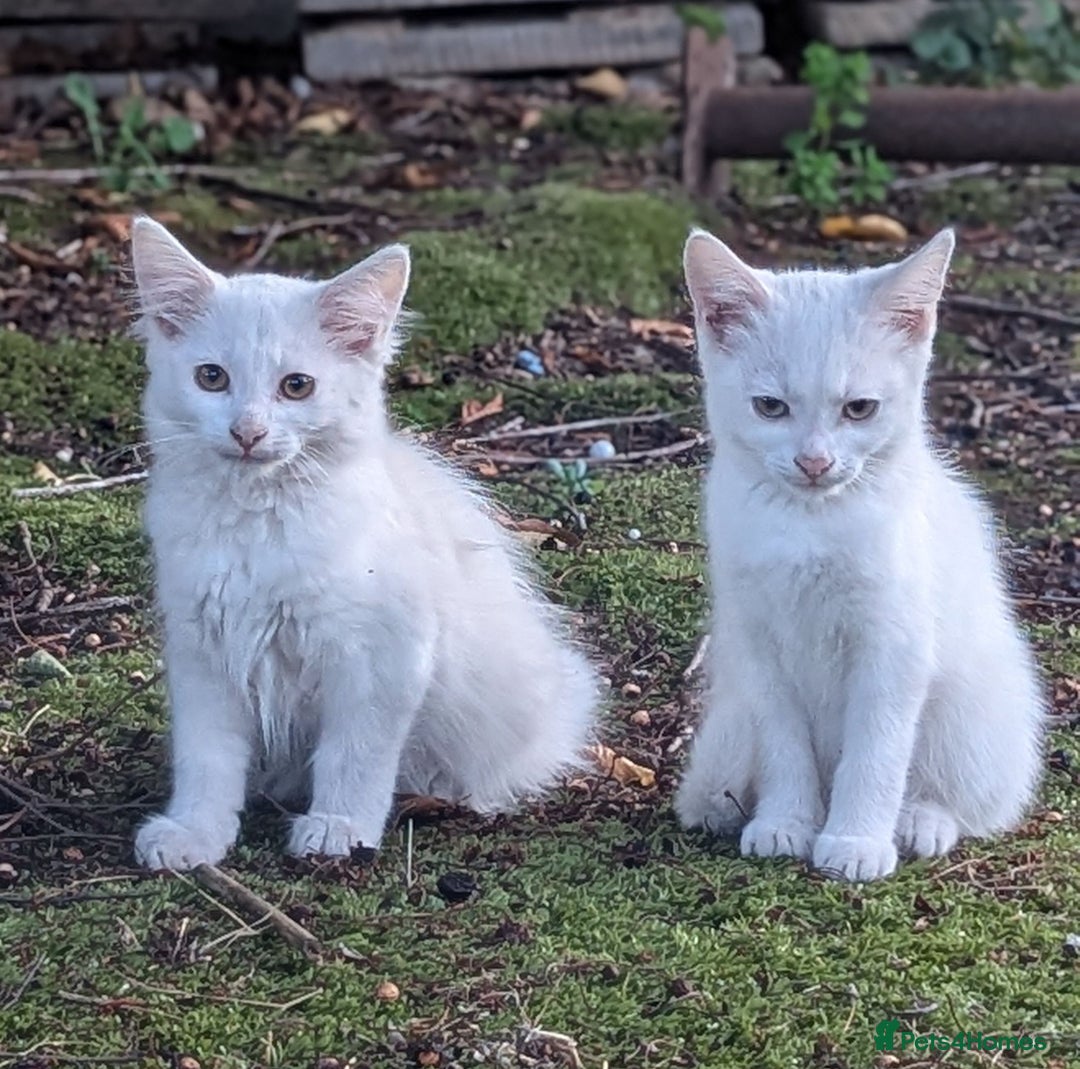 Mixed Breed cats for sale: Premium kittens for sale - Image 10