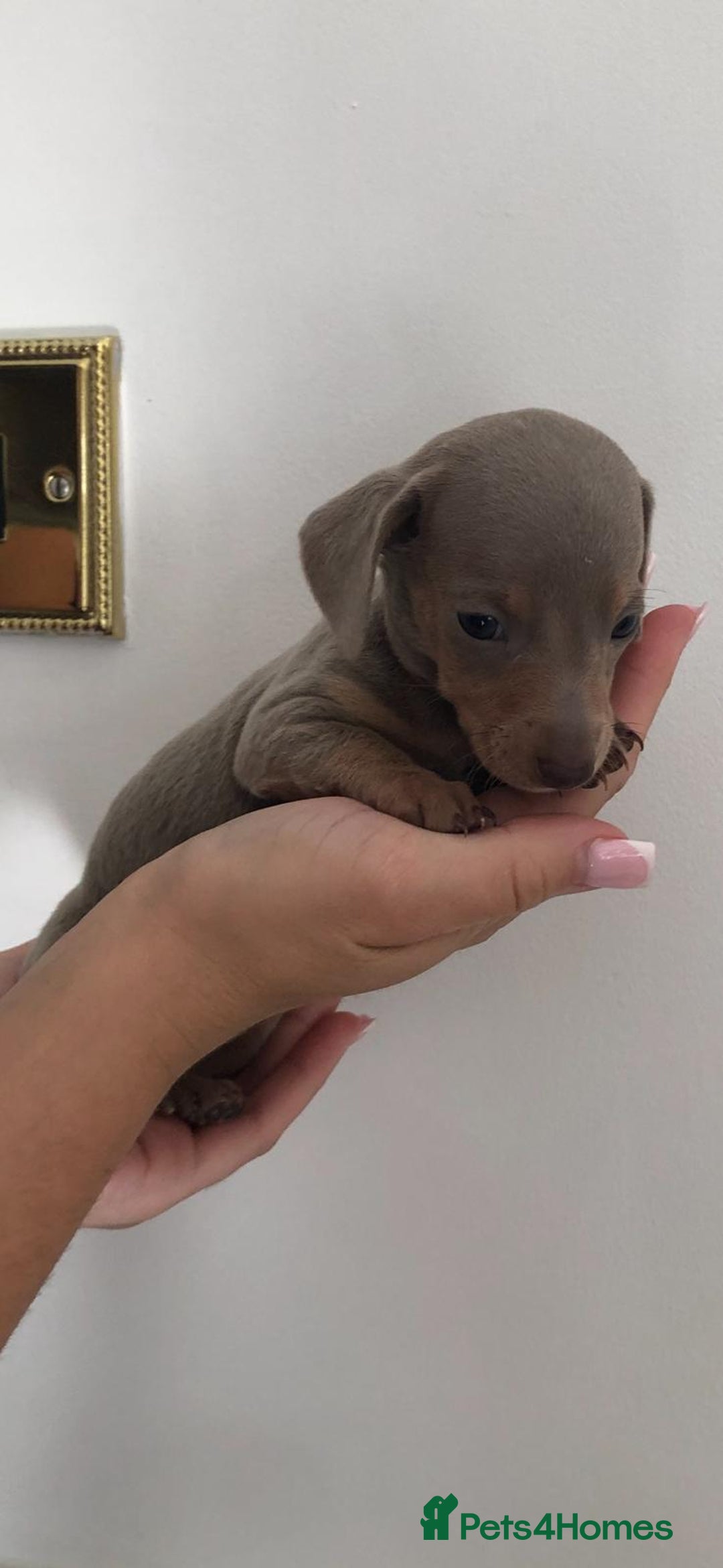 Dachshund dogs for sale: Dachshund puppies  - Image 7