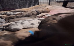 Lurcher dogs for sale: Saluki Lurcher  - Image 12