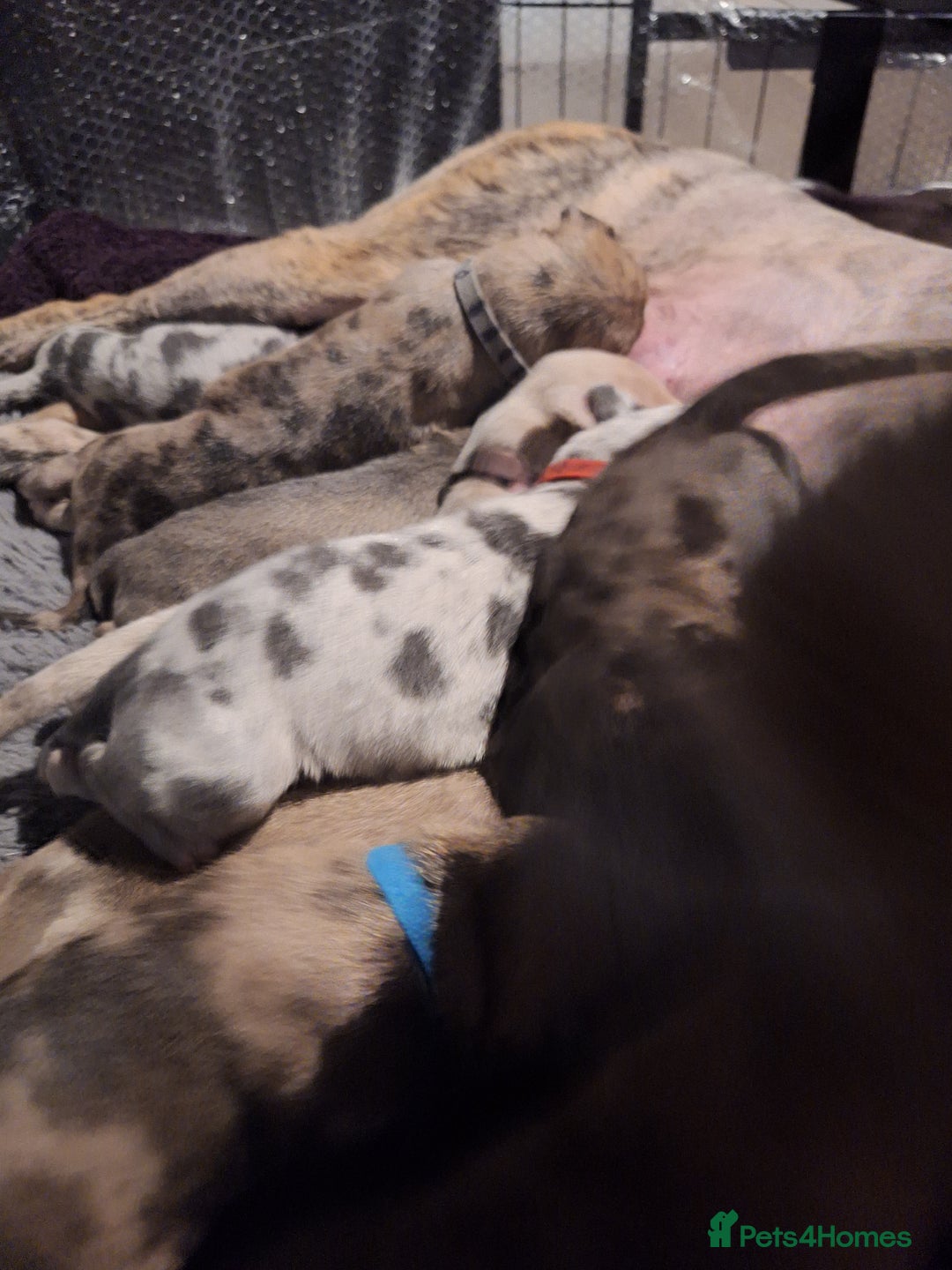 Lurcher dogs for sale: Saluki Lurcher  - Image 12