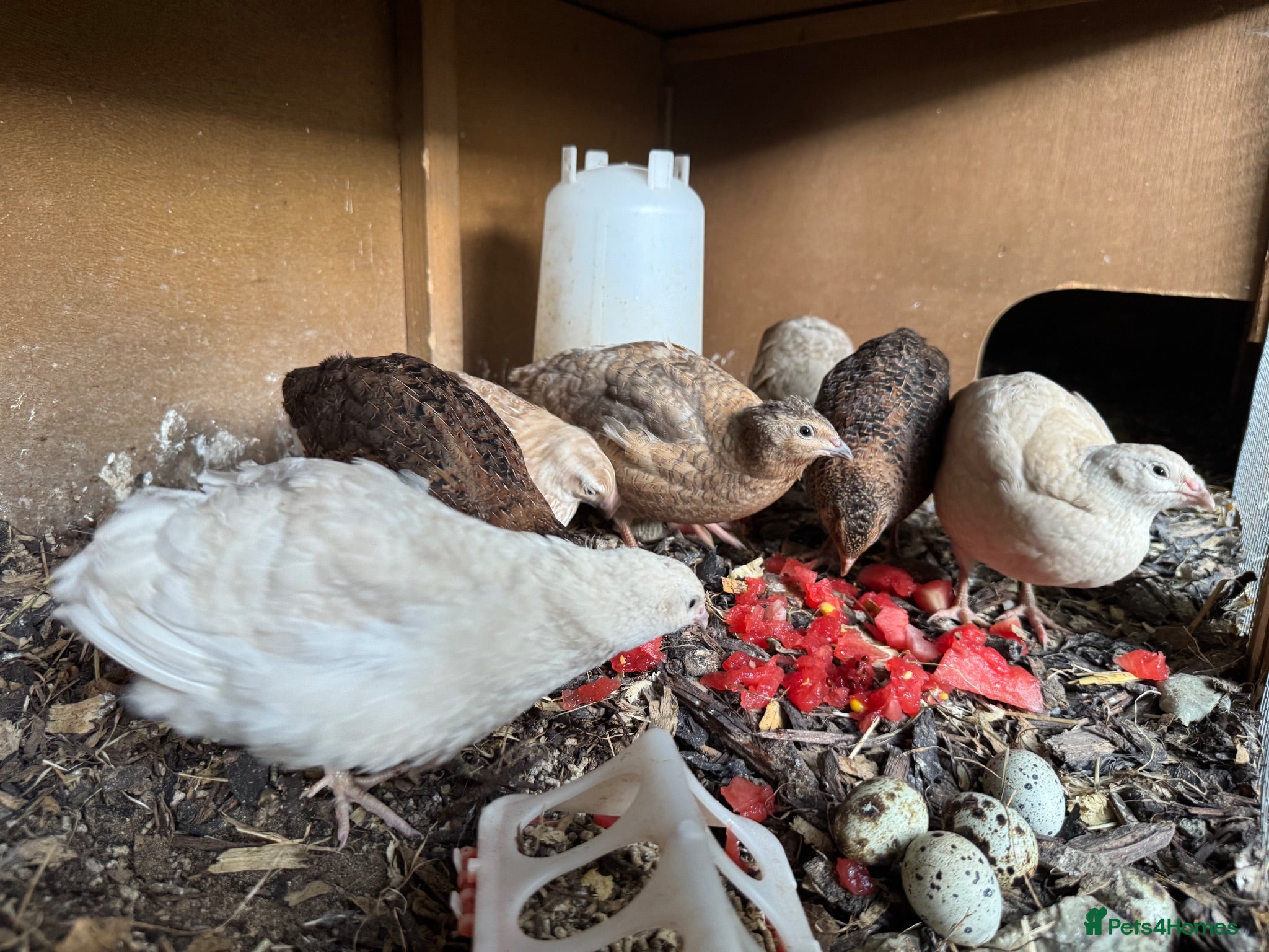 Quail poultry Starter Flock of Japanese Coturnix Quails - Advert 1