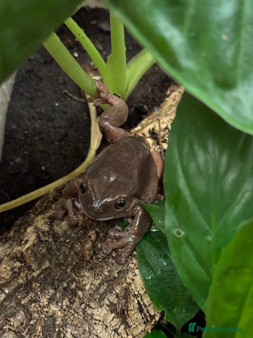 Frog reptiles for sale: 2 Australian White Tree Frogs  - Image 3