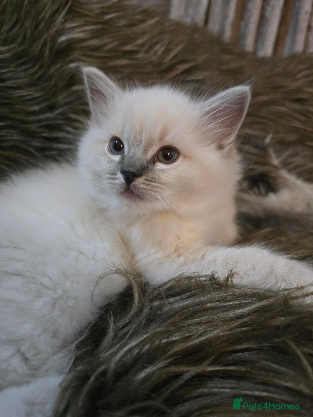 Ragdoll cats for sale: Ragdoll kittens - Advert 5