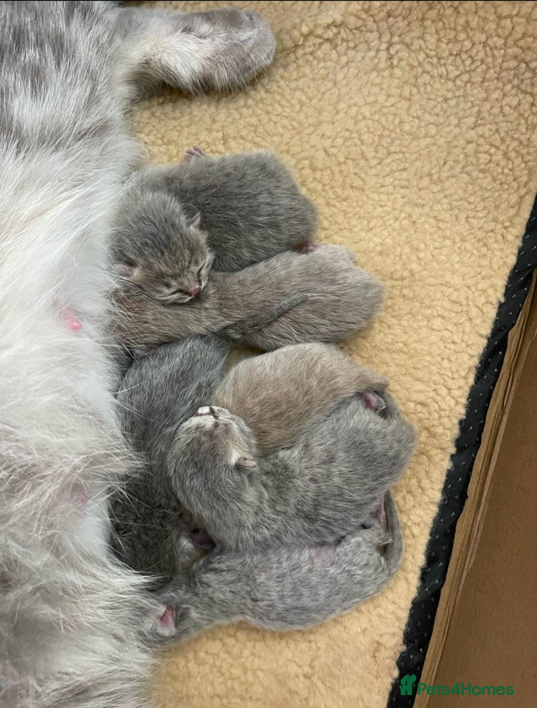 British Shorthair cats for stud: STUNNING GCCF REGISTERED PROVEN STUD - Advert 7