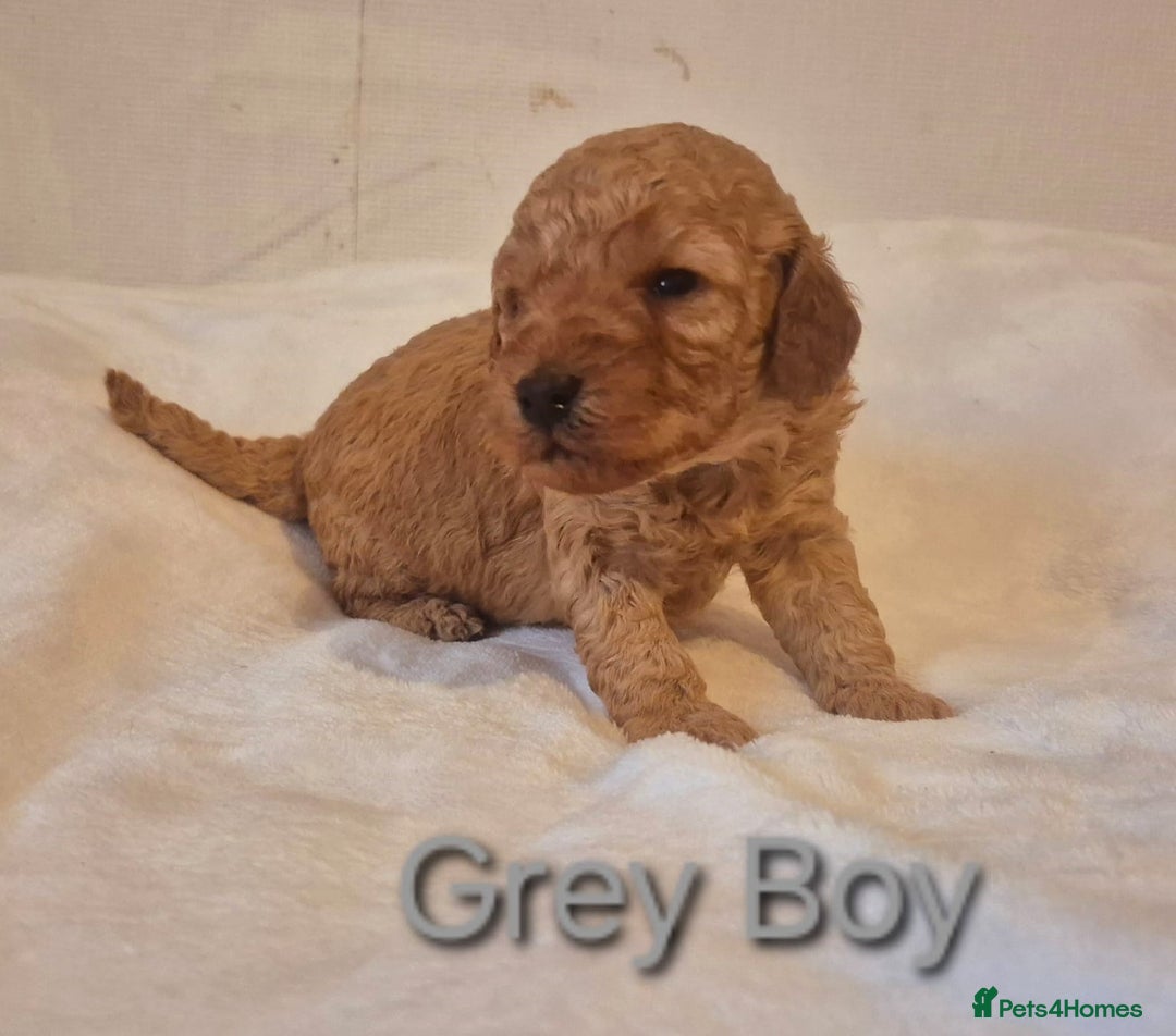 Miniature Poodle dogs for sale: Stunning Health Tested Red Miniature Poodles - Advert 7