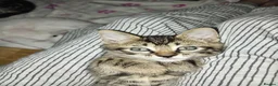 Mixed Breed cats for sale: READY TO GO NOW - 2 beautiful boys ❤️  - Advert 31