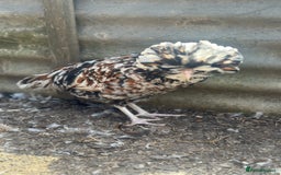 Chickens poultry for sale: Chickens hens polish baby young bantam  in Wimborne - Image 1