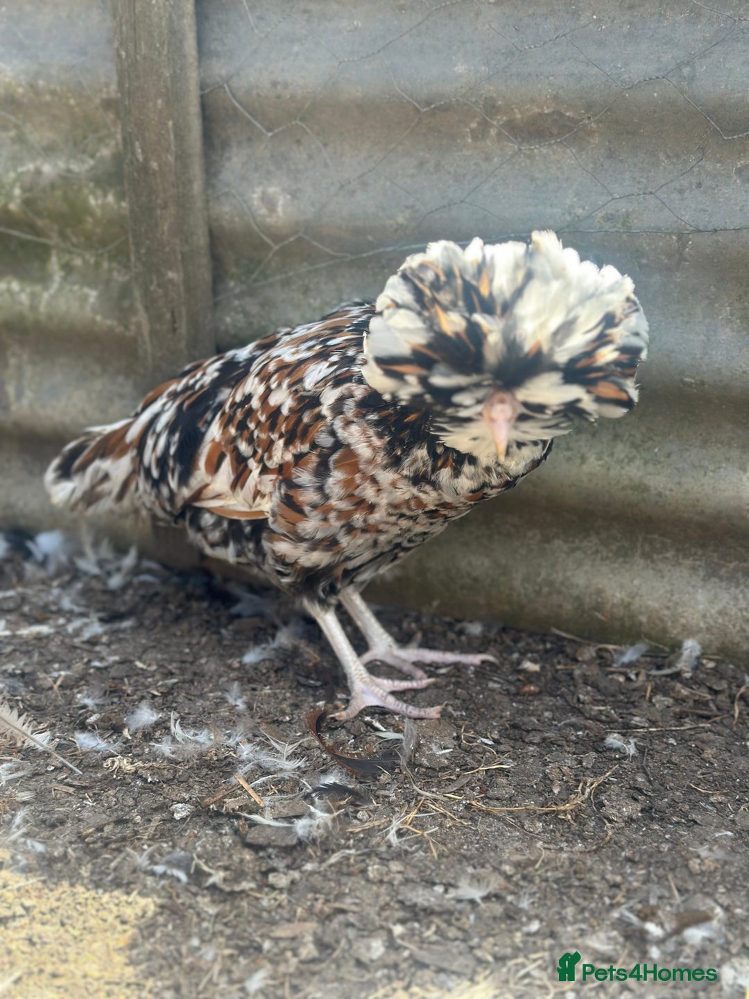 Chickens poultry for sale: Chickens hens polish baby young bantam  in Wimborne - Image 1