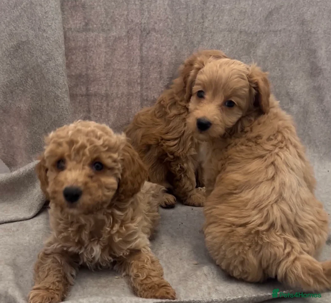 Cockapoo dogs for sale: Merle and champagne cockapoo - Advert 2