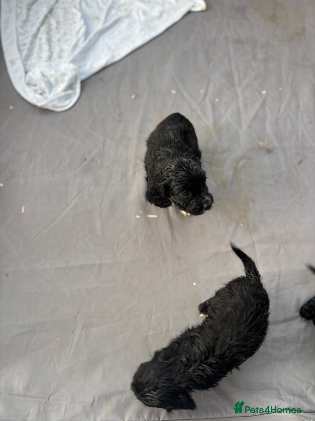 Cocker Spaniel dogs for sale: Show cocker spaniel puppies - Image 7