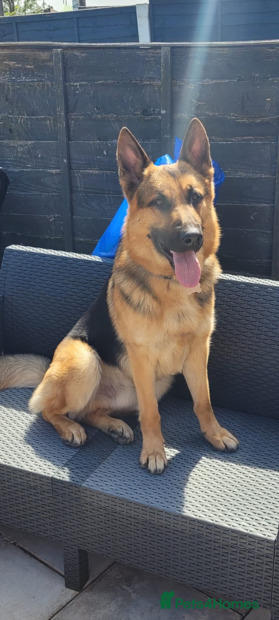 German Shepherd dogs 3 year old German shepherd  - Advert 1