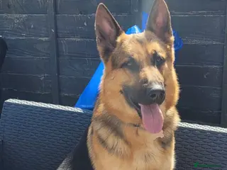 German Shepherd dogs 3 year old German shepherd - Advert 1
