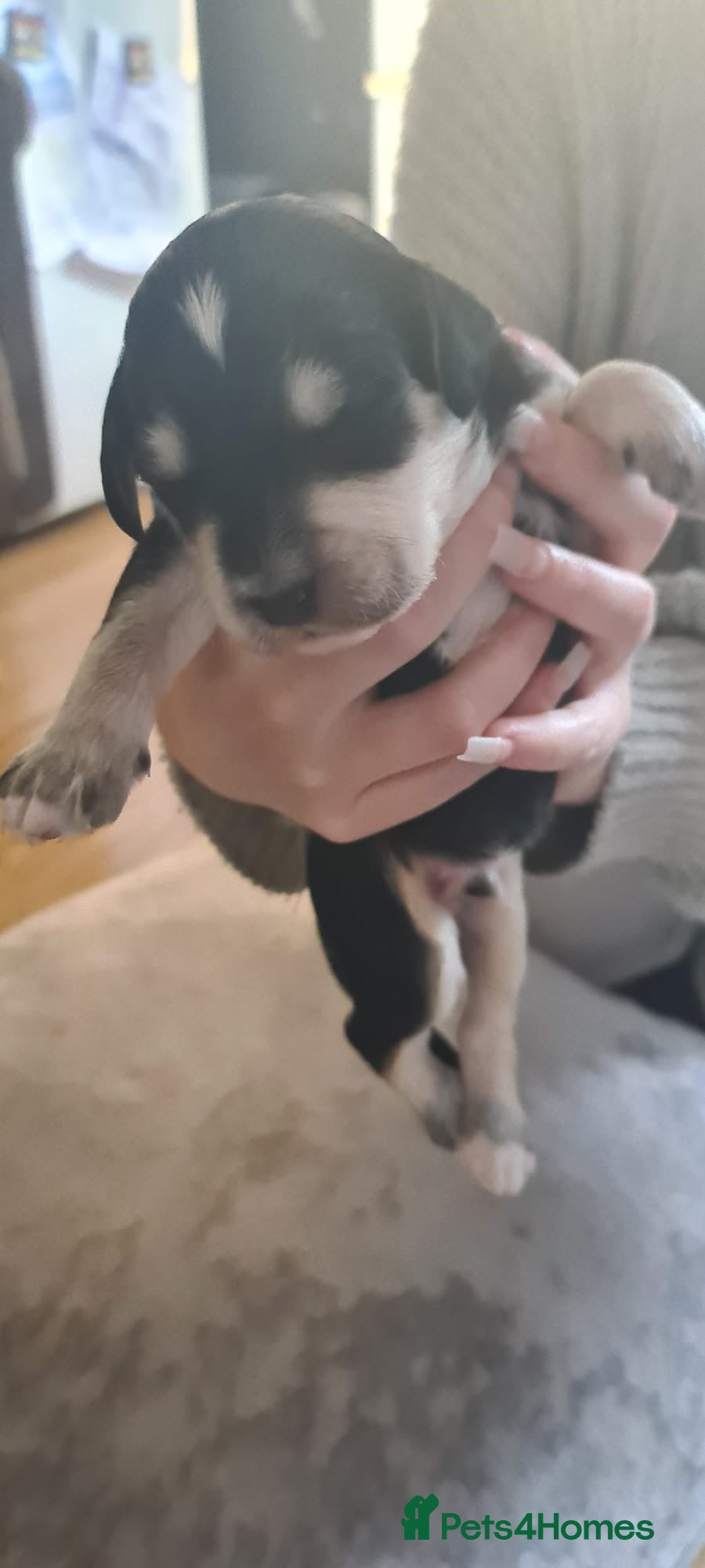 Sproodle dogs  🧸 HEALTH TESTED RARE TRI&TUXEDO SPROODLES🧸 - Advert 7