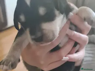 Sproodle dogs 🧸 HEALTH TESTED RARE TRI&TUXEDO SPROODLES🧸 - Advert 7