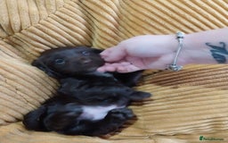 Cockapoo dogs for sale: Adorable Cockapoo puppies  - Image 18