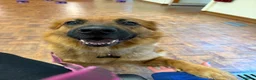Golden Shepherd dogs for sale: Golden Shepherd - Advert 17