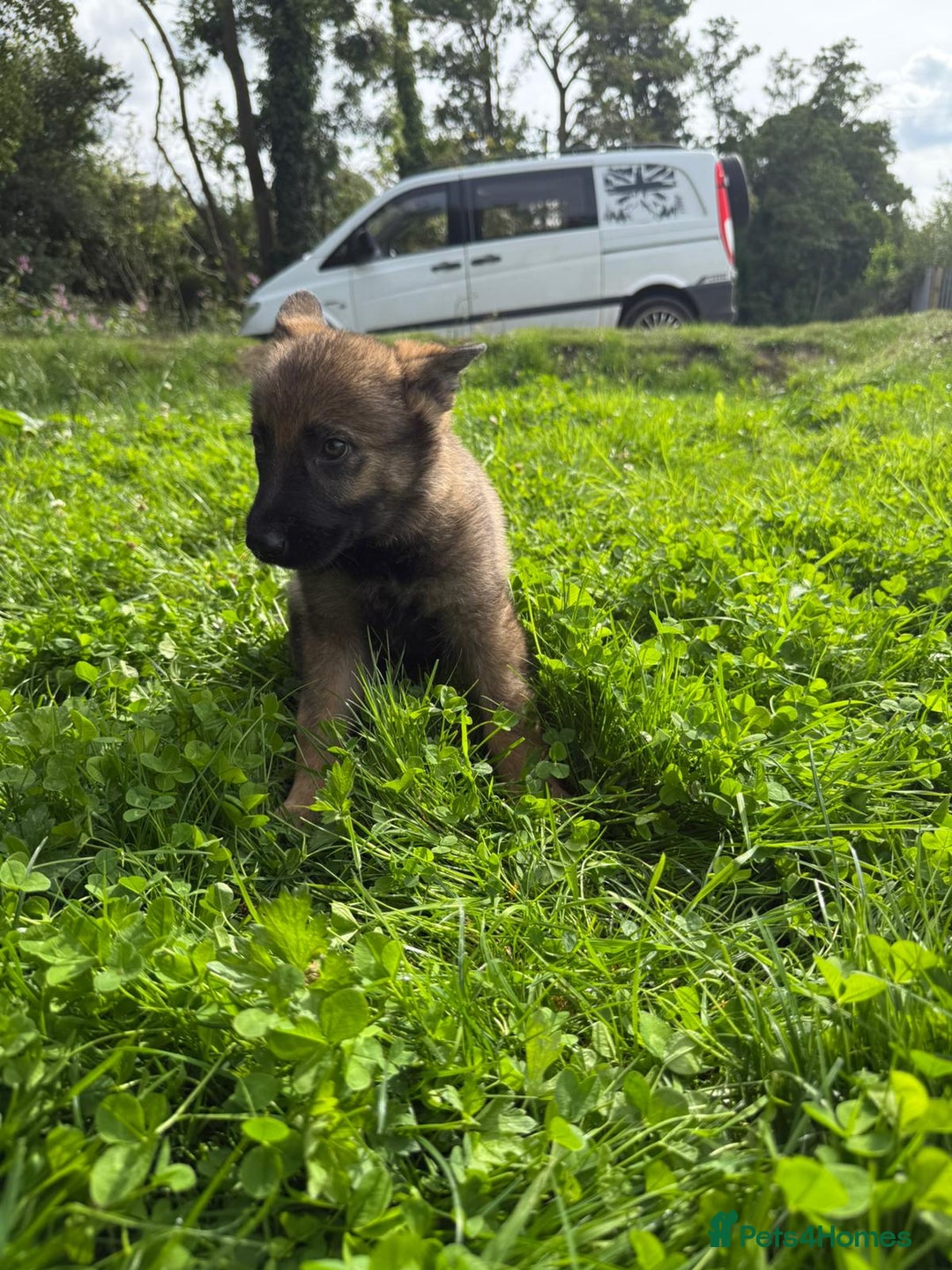 German Shepherd dogs for sale: Germany 🇩🇪 shepherd puppies dogs 🐕 big boned - Image 23