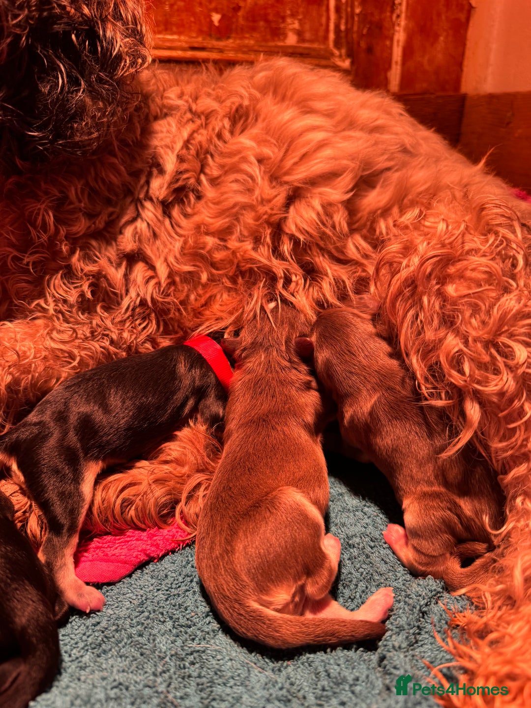 Cockapoo dogs for sale: Stable-tan-black cockapoos F2 - Advert 6