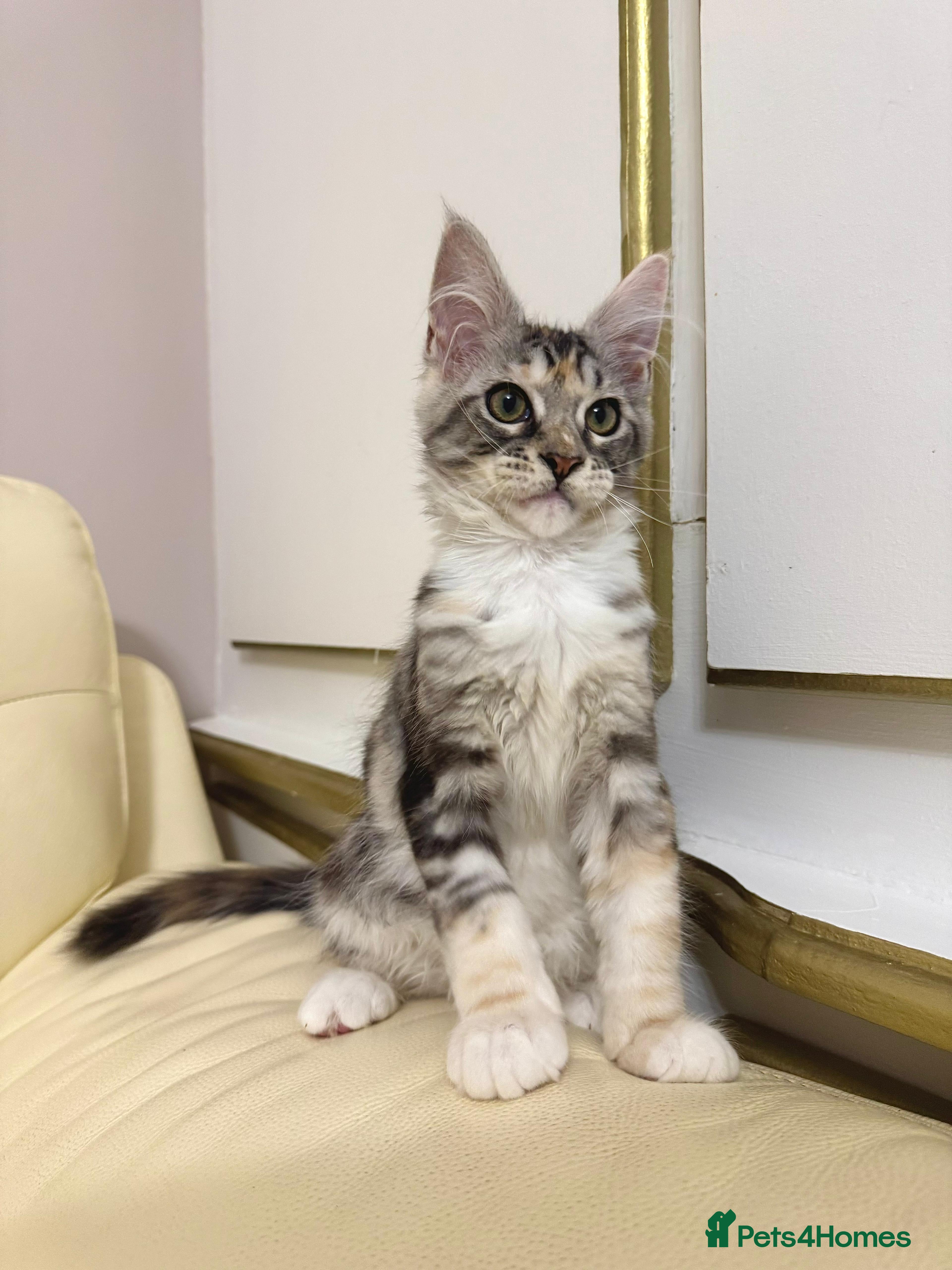 Maine Coon cats MaineCoonKitten🏆20+gen🧬Outstadning Full Pedigree - Advert 5