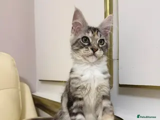 Maine Coon cats MaineCoonKitten🏆20+gen🧬Outstadning Full Pedigree - Advert 5