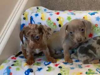 Miniature Dachshund dogs Beautiful tiny miniature dachshund puppies - Advert 1