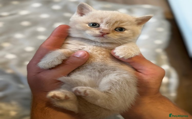 British Shorthair cats - Advert 3