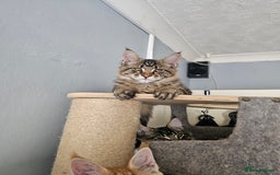 Maine Coon cats for sale: Pedigree Maine Coon boy from tested parents  - Image 6