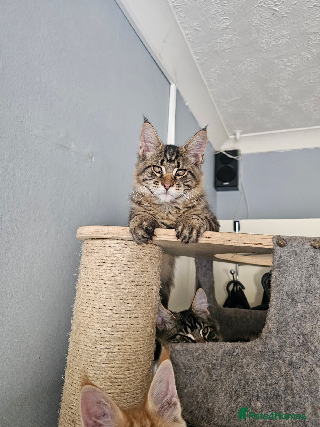Maine Coon cats for sale: Pedigree Maine Coon boy from tested parents  - Image 6