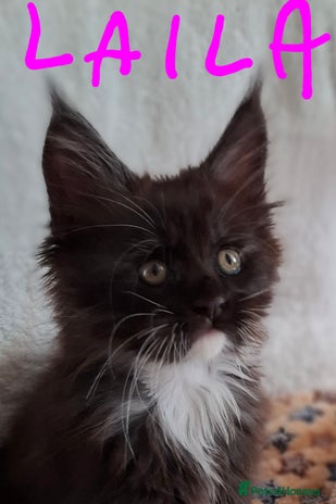 Maine Coon cats - Advert 5