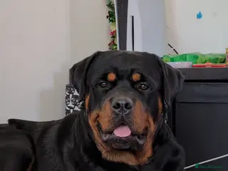 Rottweiler dogs Proven lovely nature big boy for stud in Middlesbrough - Advert 8