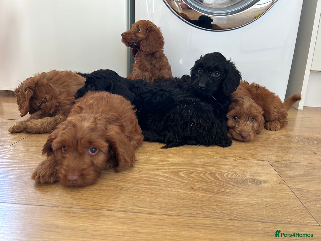 Cockapoo dogs for sale: Beautiful miniature Teddybear Cockerpoos puppies  - Image 3