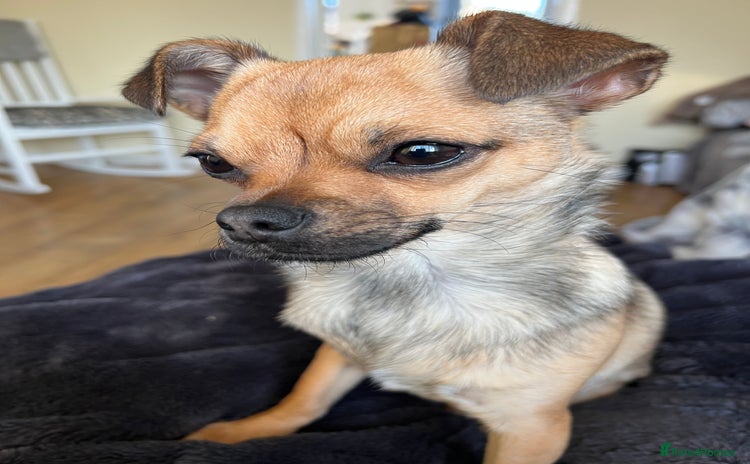Chihuahua dogs - Advert 1