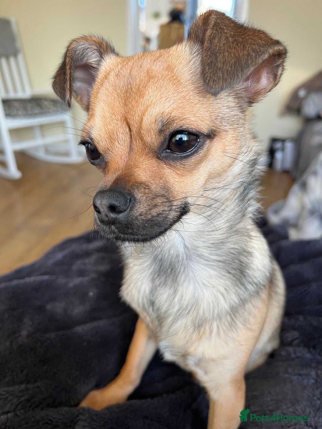 Chihuahua dogs for sale: Female Chihuahua - Image 1