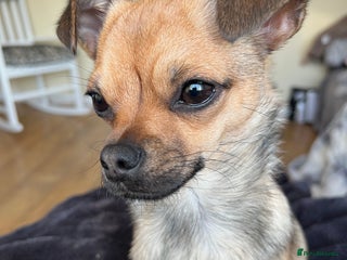 Chihuahua dogs - Advert 8