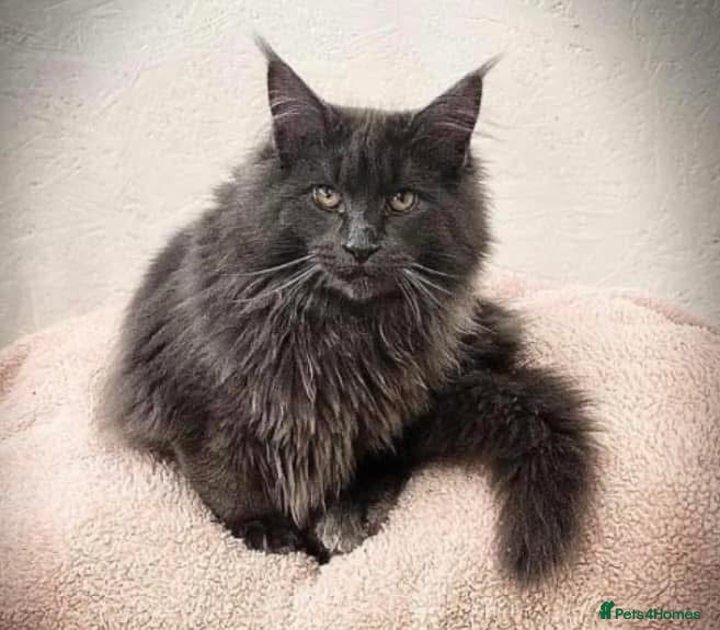 Maine Coon cats GCCF Blue Smoke Maine Coon Stud in Thetford - Advert 4