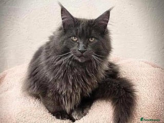 Maine Coon cats in Thetford - Advert 3