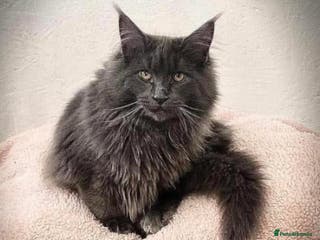 Maine Coon cats GCCF Blue Smoke Maine Coon Stud in Thetford - Advert 4