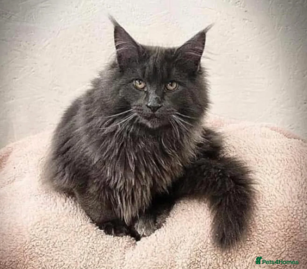 Maine Coon cats for stud: GCCF Blue Smoke Maine Coon Stud in Thetford - Advert 1