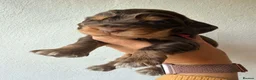 Cocker Spaniel dogs for sale: KC Reg, health tested Chocolate Puppies - Advert 8